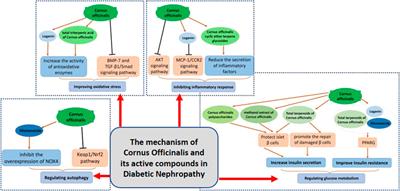 Research progress on Cornus officinalis and its active compounds in the treatment of diabetic nephropathy